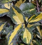 Buntlaubige Ölweide Maculata 20-30cm - Elaeagnus pung
