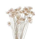 KONGZIR 30pcs Mini Daisy Kleine Stern- Blumen Blumenstrauß Getrocknete Blumen natürliche Pflanzen- Konserve Blumen for Hochzeit Home Decoration Supplies (Color : White)