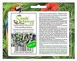 Stk - 30x Chenopodium album Weiße Gänsefuß Gemüse Pflanzen - Samen ID282 - Seeds Plants Shop Samenbank Pfullingen Patrik Ip