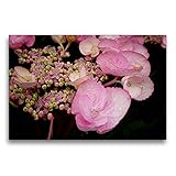 CALVENDO Premium Textil-Leinwand 75 x 50 cm Quer-Format Tellerhortensie, Leinwanddruck von ppicture - Petra Voß