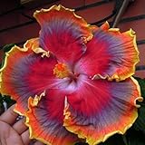 10 Rare Rot Orange Lila Hibiskus Samen Riesen-Blüten Tropical Garden Ex