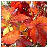 2 x selbstklimmender Mauerwein 'Engelmannii' - 2-er set Wilder Wein (Parthenocissus quinquefolia 'Engelmannii') - Rot, Wchnellwachsend und Winterhart | 2 x 1.5 Liter Top