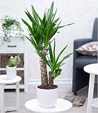 BALDUR Garten Yucca Palme ca. 70 cm hoch, 1 Pflanze Zimmerpalme Palmlilie Zimmerp