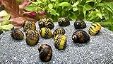 WaterPlants 5 Mosaik Rennschnecken, Algenfresser, Aquarium Schneck