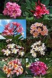 Unsere schönsten Plumeria Sorten: Mix 10 frische Samen Tempelbaum, Frangip