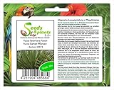 Stk - 10x Yucca faxoniana Faxon Yucca Garten Pflanzen - Samen ID971 - Seeds Plants Shop Samenbank Pfullingen Patrik Ip