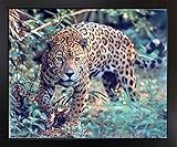 Impact Posters Gallery Jaguar (Panthera, Leopard), Wanddekoration, Kunstdruck, Motiv: Katze in Tierform, schwarzer R