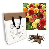 Plant & Bloom Dahlia Flower Bulbs Mix from Holland, 3 bulbs - Easy to Grow Pompom and Ball Dahlia Tubers For Spring Planting in Your Garden - Yellow Red Blooms - Lovely Comb