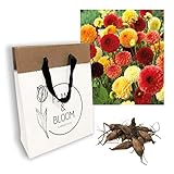 Plant & Bloom Dahlia Flower Bulbs Mix from Holland, 3 bulbs - Easy to Grow Pompom and Ball Dahlia Tubers For Spring Planting in Your Garden - Yellow Red Blooms - Lovely Comb