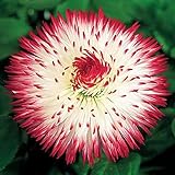 XINDUO Lange Blütezeit winterhart,Kleine Gänseblümchen Blumen und Pflanzen-L50 Kapseln,Blumensamen für Garten Balk