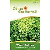 Winterendivien Gialla a cuore Samen - Cichorium endivia - Winterendiviensamen - Gemüsesamen - Saatgut für 200