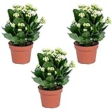 Kalanchoe | Weiß pro 3 Stück - Innen- & Außenpflanze im Gärtnertopf ⌀12 cm - ↕25-30