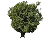 Hainbuche (Carpinus betulus) 25 Samen (Heimischer Baum - Winterhart)