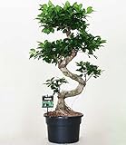 BALDUR-Garten Zimmerbonsai Ficus Ginseng ca. 50 cm hoch, 1 Pflanze Luftreinigende Zimmerpflanze Feigenbaum Zimmerp