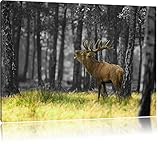 röhrender Hirsch im Wald schwarz/weiß Format: 60x40 auf Leinwand, XXL riesige Bilder fertig gerahmt mit Keilrahmen, Kunstdruck auf Wandbild mit Rahmen, günstiger als Gemälde oder Ölbild, kein Poster oder Plak