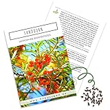 Sanddorn Samen (Hippophae rhamnoides) - Nährstoffreiche Sanddornbeeren ideal für die Anzucht im Garten, Balkon oder T