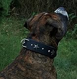 Star Leder Halsband Lederhalsband Breit Hunde Halsband Sterne u Nieten Schwarz unterlegt Tyson M L oder XL (L)