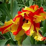 Canna pflanze knolle /Duftende Staude Ausgezeichnete Qualität Eingemachte Regenbogengöttin Passen Sie Ihren einzigartigen Garten an-2Zwieb