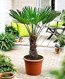 Seltene Trachycarpus Wagnerianus Hanfpalme bis 100 cm Höhe Frosthart bis -19 G