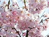 Japanische Blütenkirsche 'Kanzan' - Prunus serrulata Kanzan - Containerware 60-100 cm - Garten von Ehren®
