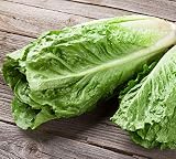 250 x Samen Salat'Römersalat' mehrjährig 100% Natursamen aus Portugal handgepflück