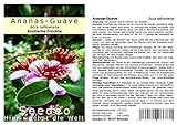 Seedeo® Ananas Guave (Acca sellowiana) 40 S