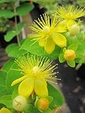 Hypericum inodorum Magical White - Johanniskraut Magical White - Mannsb
