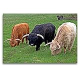 CALVENDO Premium Textil-Leinwand 120 x 80 cm Quer-Format Schottische Hochlandrinder in DREI Farben, Leinwanddruck von Christine Schmutzler-Schaub