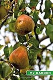 My Garden: Ripe pears. Fruit growing, fruit harvesting, garden notebook, garden logbook, gardener's gift, notes for hobby gardeners. Format A5, 120 pages, light grey lined. Notes in the garden y