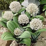 Allium Karataviense Blauzungenlauch- 5 Zwiebeln Zierlauch/Kugellauch - Blumenzwiebeln zum Pflanzen und Verwildern, weiße Blüten, mehrjährig, winterhart von Garten Schlü