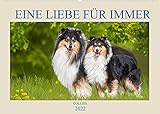 Eine Liebe für immer - Collies (Wandkalender 2022 DIN A2 quer)