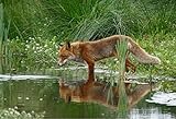 Yqgdss Fuchs Tiere Hinter Dem Strom Puzzle Holz DIY 500 Stück Für Erwachsene Kinder Lernspielzeug Geschenk Kunst Dekompression Entsp