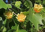 Tulpenbaum Liriodendron tulipifera Pflanze 35-40cm amerikanischer Tulpenb