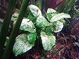 Anubias Nana Pinto – Top Rarity – Lebende Aquariump