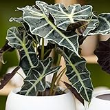 Alocasia Polly perfekte für innenräume Elefeantenohr Pflanze (30-40cm Inkl. Topf)
