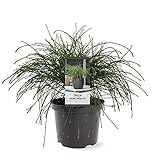 Thuja plicata Whipcord 40-60cm winterhart Faden-Riesenlebensbaum Lebensb