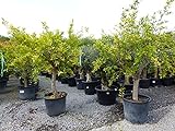 Punica Granatum verzeigt 170-200 cm knorriger Granatapfelbaum Obstb