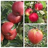 Familienbaum Trio Apfelbaum mit drei Apfelsorten Gala - Cox Orange - Jonag