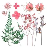 VINFUTUR 12 Stücke Gepresste Blumen Blätter Echte Getrocknete Blumen Natürliche Gemischte Trockenblümchen Blätter für DIY Basteln Harz Scrapbooking Karten Handyhülle Dek