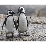 100 Teile Puzzle für Erwachsene Pinguin Impossible Puzzles, Puzzle farbenfrohes Legespiel 30x21