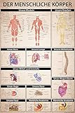 1art1 Der Menschliche Körper - Anatomie, Muskeln Knochen Organe XXL Poster 120 x 80