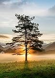 Glasbild Lone Tree 50 x 70 cm I Wandbild Bild Glas modern Küche Wohnzimmer Schlafzimmer Badezimmer | Baum Sonnenuntergang Natur Wald Sonne Berge Ausblick | verschiedene M