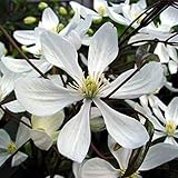 Clematis 'Armandii' | Immergrüne Clematis Weiss | Kletterpflanzen Winterhart Schnellwachsend | Höhe 65-75cm | Topf -Ø 15