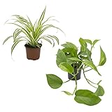 Dominik Blumen und Pflanzen, Rankpflanzen-Set, grünlilie und E