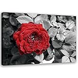 Feeby Vlies Leinwandbild Garten Pflanzen Natur 60x40 cm Druckbild Wandbild Wanddekoration Deko Wand Aesthetic Rosenblüte R