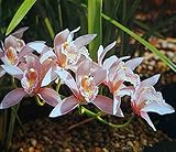 2014 Spitzenverkauf seltene Orchideenarten Affe-Gesichts-Orchidee Samen hohe Überlebensrate Saisonblütenpflanzen Topf H0008