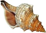 Kaltner Präsente Geschenkidee - 15 bis16 cm große Muschel Fasciolaria Trapezium Trapez Bandschnecke Meeresschneck