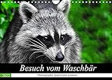 Besuch vom Waschbär (Wandkalender 2022 DIN A4 quer)