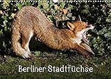 Berliner Stadtfüchse (Wandkalender 2022 DIN A3 quer)