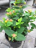 Hypericum inodorum Magical Pumpkin - Johanniskraut Magical Pumpkin - Mannsb